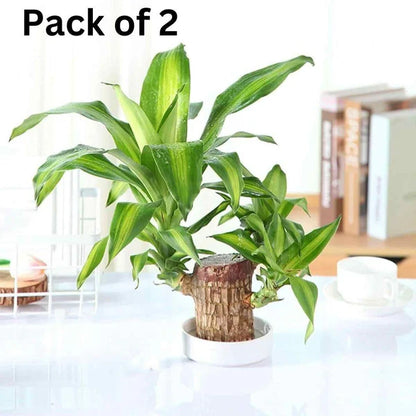 ✨Buy 1 Get 1 Free✨Brazilian Lucky Wood Plant-Mini Home Plant Decorations