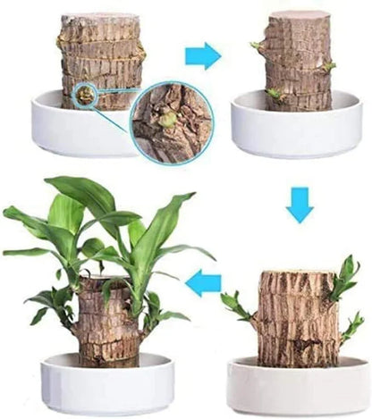 ✨Buy 1 Get 1 Free✨Brazilian Lucky Wood Plant-Mini Home Plant Decorations