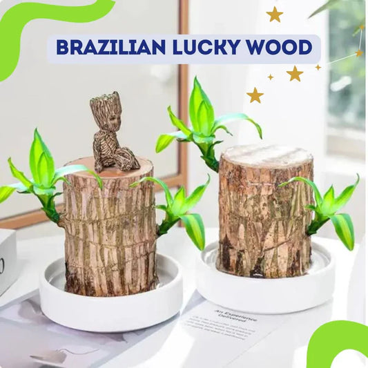 ✨Buy 1 Get 1 Free✨Brazilian Lucky Wood Plant-Mini Home Plant Decorations